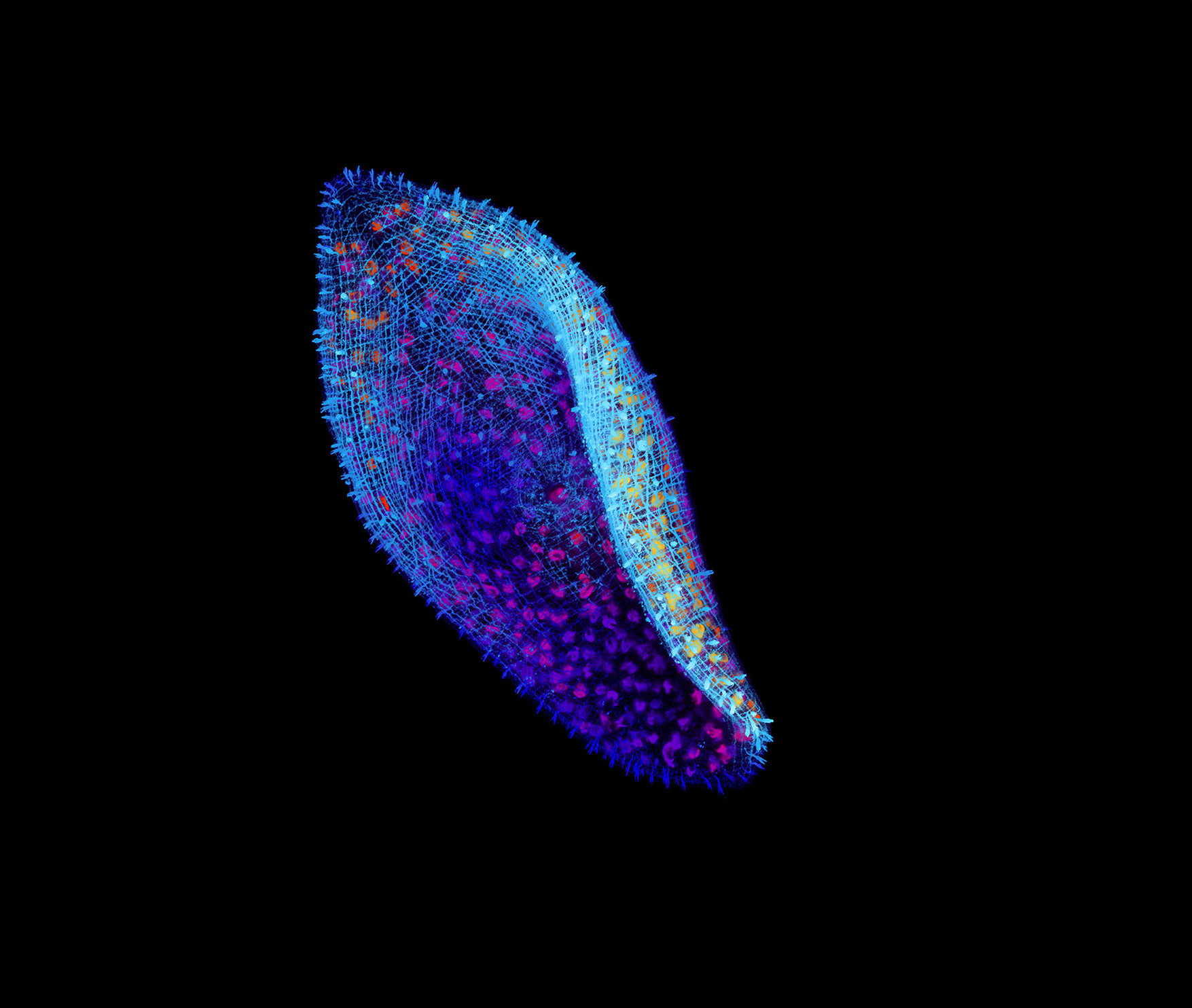 科學研究