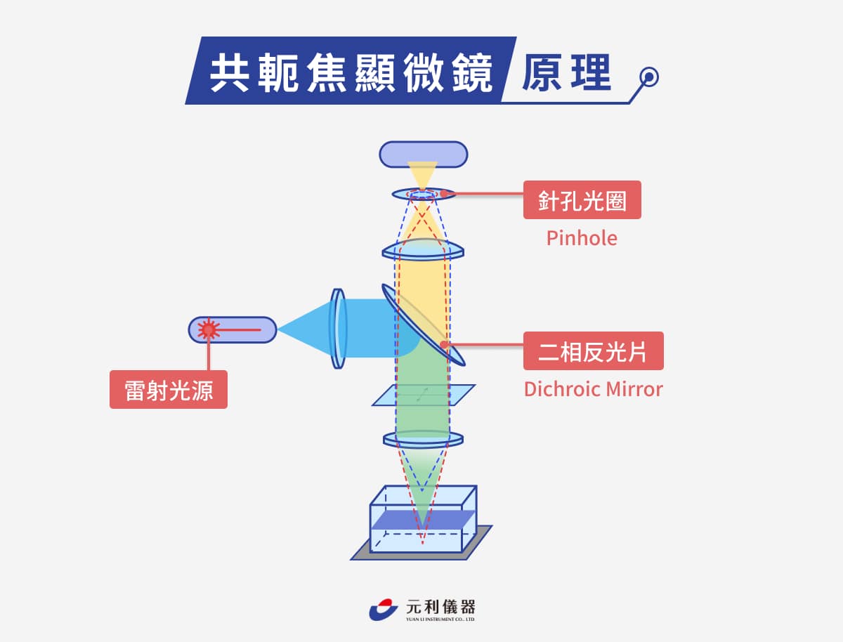 共軛焦顯微鏡是什麼?共軛焦成像原理、優點、應用領域及實例介紹 - 元利儀器 | YuanLi