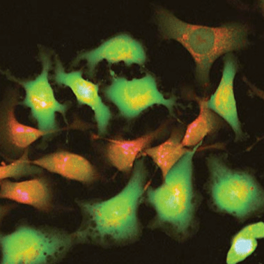 活細胞螢光成像 Live Cell Fluorescence Imaging - 元利儀器 | YuanLi