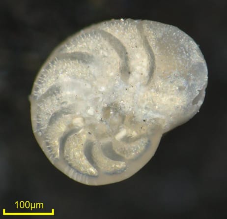 透過DSX100拍攝的有孔蟲化石
