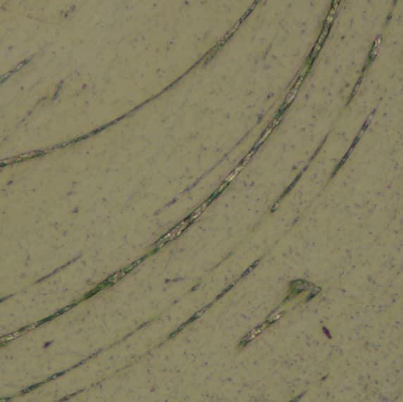 Olympus DSX1000 數位光學顯微鏡所拍攝之2D圖