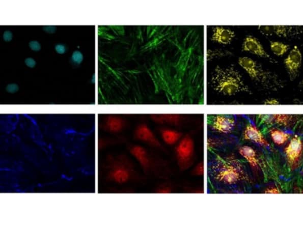 20210118 Def18eb4b4f51196e7d8c3520d11859f